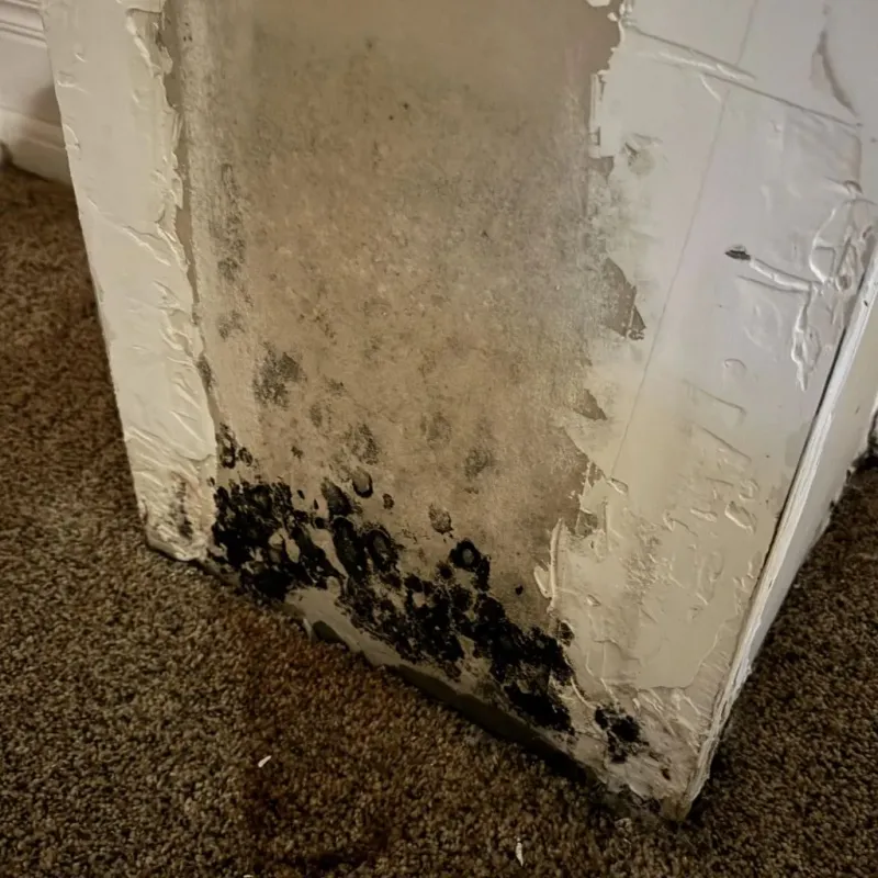 Professional Mold Removal in Mantua Township, NJ